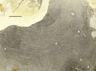 https://files.geocollections.info/large/12/44/124404b8-e0b8-4ee1-b6a0-f98b83faa705.jpg