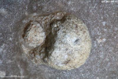 <i>Trypanites isp.</i><br />Kesselaid,  m, Adavere Stage