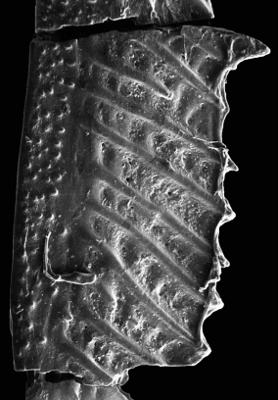 https://files.geocollections.info/large/12/7d/127d0fc0-7cad-44a2-9979-5f85fb851e43.jpg