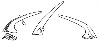https://files.geocollections.info/large/12/94/1294fa49-3fba-46be-a078-3cb2e8e898f5.jpg