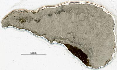 https://files.geocollections.info/large/12/97/1297513e-36cf-4c5e-9f1e-abd0ff9be63c.jpg