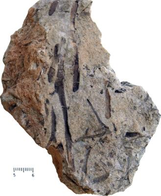 https://files.geocollections.info/large/12/9d/129dfe85-2c13-423d-bfcc-820608c1923e.jpg