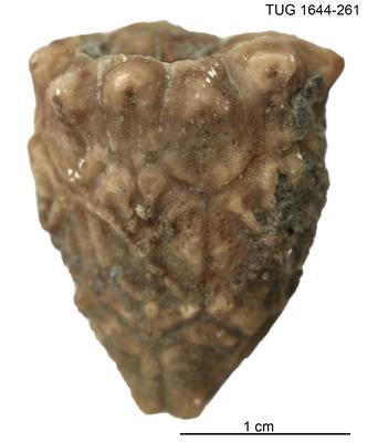 https://files.geocollections.info/large/12/ac/12ac9b4b-35ec-424b-bebf-3768b0e6c1dd.jpg