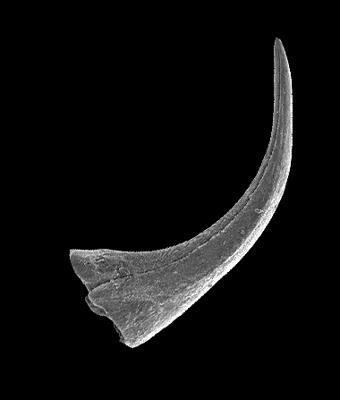https://files.geocollections.info/large/12/d8/12d8f47d-b56a-4421-989f-c814ab06146c.jpg