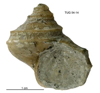 https://files.geocollections.info/large/12/dd/12dd4a40-58d1-441f-8e0b-c0b7f38f9ca8.jpg