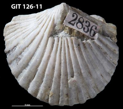 https://files.geocollections.info/large/13/11/1311b201-c18a-4ca2-8596-f2f2c7a327b3.jpg
