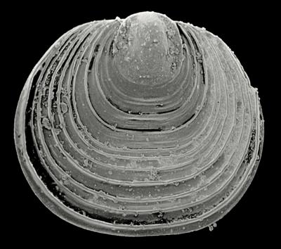 https://files.geocollections.info/large/13/17/13177428-72d2-47cc-8093-0f08063e5c20.jpg