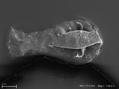 https://files.geocollections.info/large/13/27/1327e7f0-939a-4917-a031-fb3340e16394.jpg