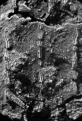 https://files.geocollections.info/large/13/60/1360f2de-371c-4718-97ea-25f00dc9d772.jpg