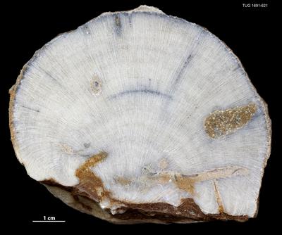 https://files.geocollections.info/large/13/62/13620874-ddcc-47ae-b9e7-c636a05fcf1d.jpg