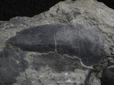 https://files.geocollections.info/large/13/64/13644a0a-c60c-4152-988b-bb76bc1b6f11.jpg
