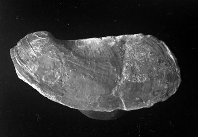 https://files.geocollections.info/large/13/99/1399c05b-2f9c-4d1f-afc4-02054695bca8.jpg