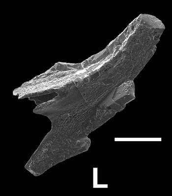 https://files.geocollections.info/large/13/b5/13b58956-16ce-4df7-87e2-048a457e6b99.jpg