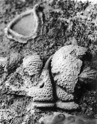 https://files.geocollections.info/large/13/b5/13b5d128-82f2-41b1-a099-c35222fceddd.jpg