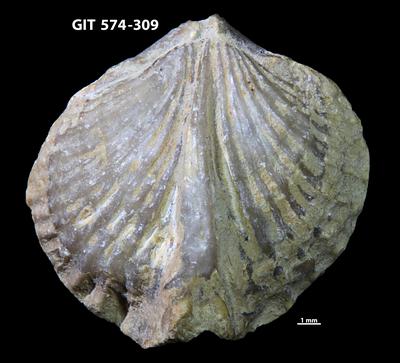 https://files.geocollections.info/large/13/c5/13c5c033-b185-4dc8-a93f-5e4ec6583602.jpg