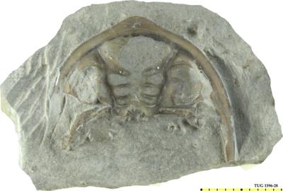 https://files.geocollections.info/large/13/ed/13edc484-edac-4b3f-a148-2f1a8618cc75.jpg