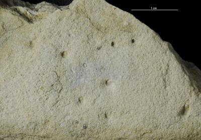 <i>Trypanites isp.</i><br />Mõnnuste trench, Saaremaa,  m, Paadla Stage