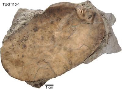 https://files.geocollections.info/large/14/39/143909b2-5122-4b10-be81-7ae6daf7c895.jpg