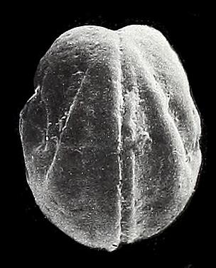 https://files.geocollections.info/large/14/4f/144f8f42-0684-4615-bc4e-fe60e6190639.jpg
