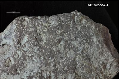 <i></i><br />Ohesaare cliff,  m, Ohesaare Stage