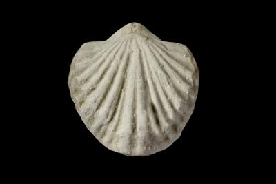 https://files.geocollections.info/large/14/8a/148ad22f-c4e6-41ae-bb20-deded04ac0b7.jpg