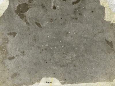 https://files.geocollections.info/large/14/9e/149eea37-9e99-4570-bd73-127cbf12f4f8.jpg