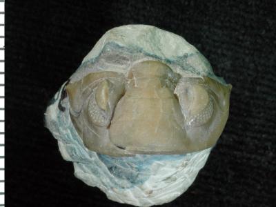 https://files.geocollections.info/large/14/c7/14c7365b-d908-4353-b487-58db3539e15e.jpg