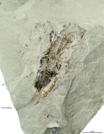 https://files.geocollections.info/large/14/dd/14ddc9ec-07cf-4935-8b96-daca455fb741.jpg