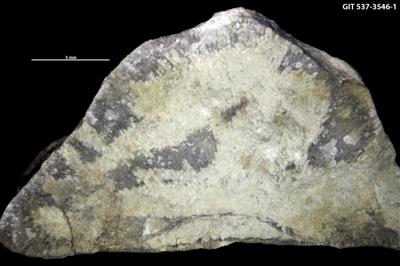 <i>Sanctum isp.</i><br />Rakvere,  m, Oandu Stage