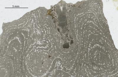 https://files.geocollections.info/large/14/e5/14e528b7-a872-44b8-8252-aed5549aec44.jpg