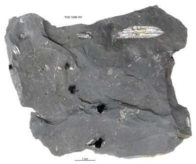 https://files.geocollections.info/large/15/19/1519e270-2653-4f9e-9fc9-75d8ca46e62b.jpg