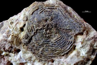 https://files.geocollections.info/large/15/24/15248c26-3aba-481e-a1d0-e7ba2caaa16f.jpg