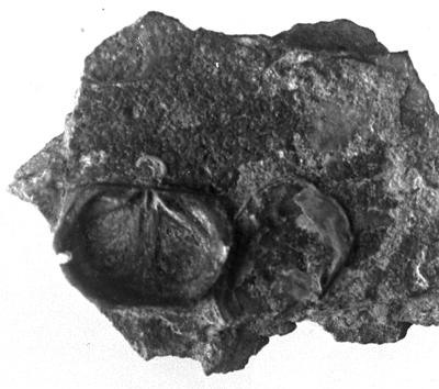 https://files.geocollections.info/large/15/5f/155ff922-8750-4c9f-b98c-b26bb34b81ac.jpg