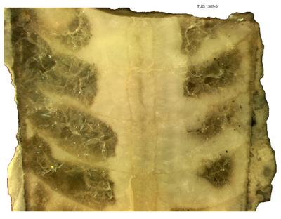 https://files.geocollections.info/large/15/61/1561eda8-1e36-4e0b-8619-75dc9c8e0787.jpg