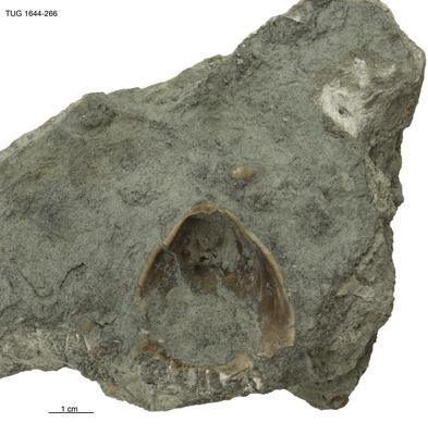 https://files.geocollections.info/large/15/72/1572a502-bc41-4c2f-9ae4-df7e8a0599e5.jpg