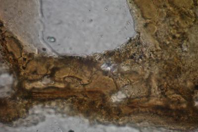 https://files.geocollections.info/large/15/78/1578fb55-859e-41ad-b492-4d9f113b6606.jpg