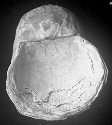 https://files.geocollections.info/large/15/93/15930267-262a-4004-b3e4-f755e011577e.jpg