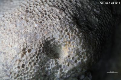 <i>Trypanites isp.</i><br />Rägavere quarry,  m, Rakvere Stage