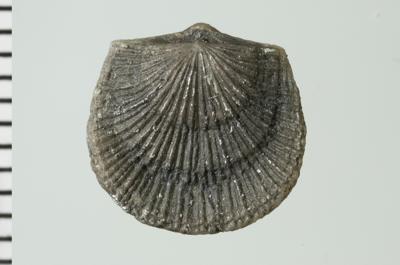 https://files.geocollections.info/large/15/9e/159e972a-eaf1-47fc-9c9d-63a50f492e75.jpg