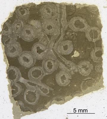 https://files.geocollections.info/large/15/c3/15c3e270-9224-405b-bd4f-ec54188909d8.jpg