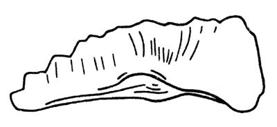 https://files.geocollections.info/large/15/cd/15cde70a-ed7d-4eb9-acb9-365aef8b97e7.jpg