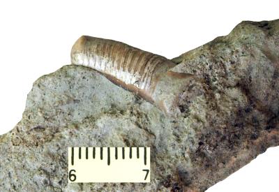 https://files.geocollections.info/large/15/d2/15d28956-ed83-439b-a352-6982051f9f1a.jpg