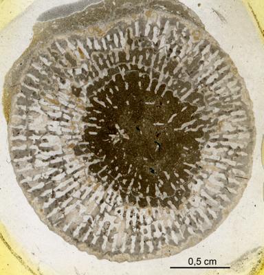 https://files.geocollections.info/large/15/e7/15e7be24-161d-4ef9-b60a-0c28fbd7380e.jpg