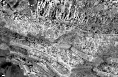 https://files.geocollections.info/large/15/f5/15f5398b-c23e-49f3-aee4-734c27d0d917.jpg