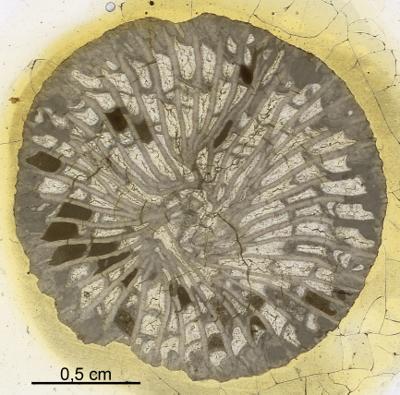 https://files.geocollections.info/large/16/13/1613e5c6-72cf-4c4b-b9bc-aa6d7d890853.jpg