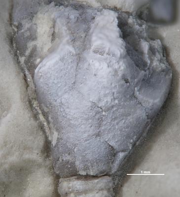 https://files.geocollections.info/large/16/29/162933df-786c-4f31-ae3b-b35ecb89e360.jpg