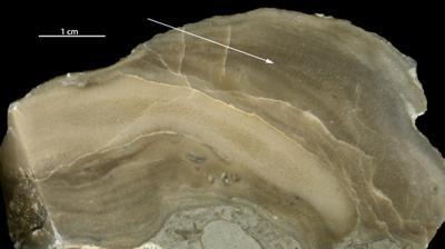 https://files.geocollections.info/large/16/33/16336760-ed76-4a54-85ec-e8260bc43b31.jpg
