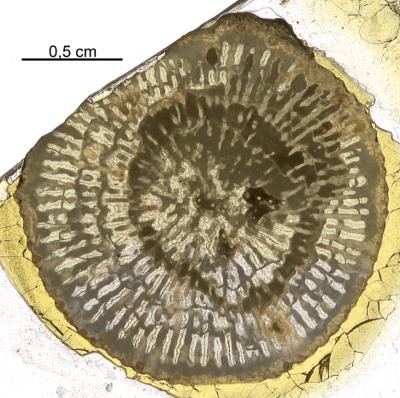 https://files.geocollections.info/large/16/48/16488d9f-2be2-4a00-9eba-d0ca09bbeaac.jpg