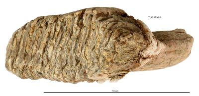 https://files.geocollections.info/large/16/52/16527f6c-f957-4952-a7ff-49f194361f58.jpg