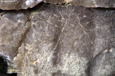 <i>Pinaceocladichnus? isp.</i><br />Ilpla alvar,  m, Kuressaare Stage